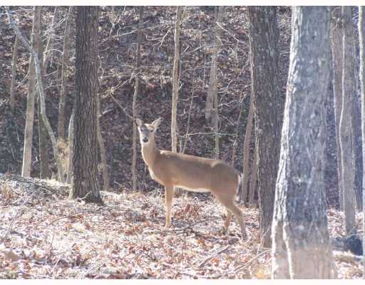 CR 240, Eureka Springs, AR 72632 