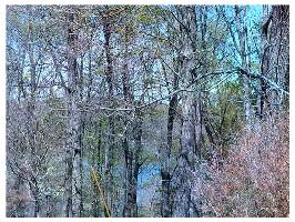 00 CR 1520, Eureka Springs, AR 72632 