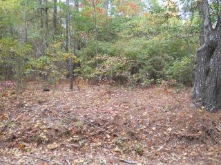 5 acres off Hwy 7, Louann, AR 71751 