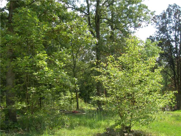 19281 HILL DR, Garfield, AR 72732 