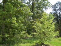 19281 HILL DR, Garfield, AR 72732 