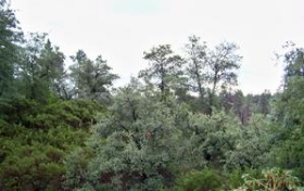 103 N FEATHER PLUME CIRC, PAYSON, AZ 85541 