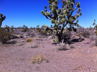 20691 North Del Mar Drive, White Hills, AZ 86413 