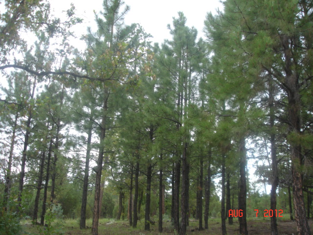 3629 Timberline Dr, Happy Jack, AZ 86326 