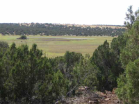 Off CR 8220, Vernon, AZ 85940 