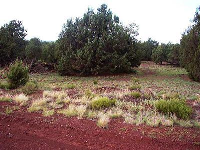 1445 Mustang Blvd, Williams, AZ 86046 