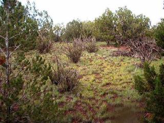 1269 Antler, Williams, AZ 86046 