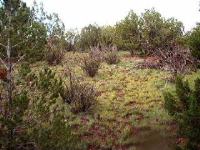 1269 Antler, Williams, AZ 86046 