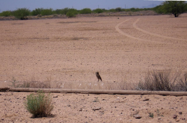 0 TOLTEC HIGHWAY &amp; ALSDORF --, Eloy, AZ 85231 