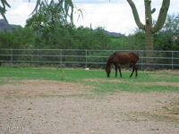 7117 N Camino De Los Caballos, Tucson, AZ 85743 