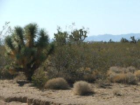 11897 S Alan Rd, Yucca, AZ 86438 