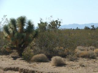 2254 Javalina Road, Yucca, AZ 86438 
