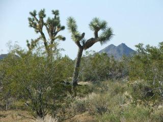 2250 Javalina Road, Yucca, AZ 86438 