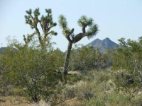 2250 Javalina Road, Yucca, AZ 86438 