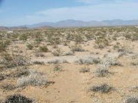 16235 S Shep Lane, Yucca, AZ 86438 