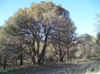 0 S Pinery Canyon Road, Pearce, AZ 85625 