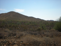 39918 N 12TH Street, Phoenix, AZ 85086 