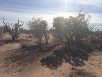 0 N Willy Road, Florence, AZ 85132 