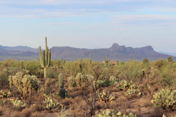 4481 W Harmony Ranch, Marana, AZ 85658 