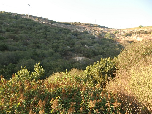 270 29029 Mount Israel, Escondido, CA 92029 