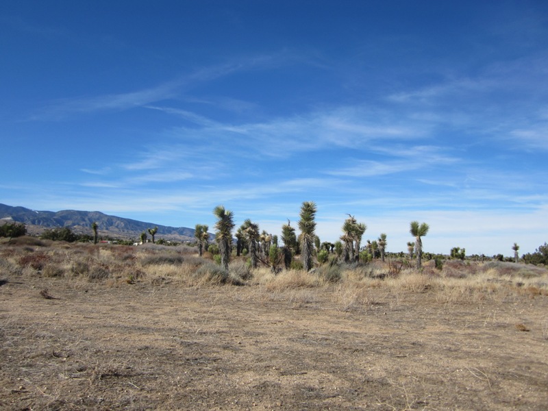 3066- 681-13 Acanthus St, Phelan, CA 92371 