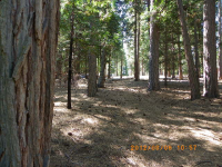 25434 Overland Dr, Volcano, CA 95689 