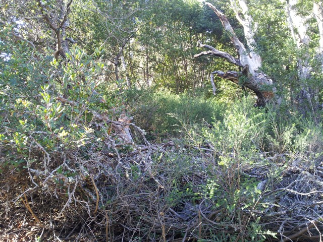 Apn 049-041-13/14, Mill Valley, CA 94941 