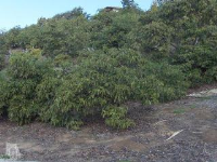 233 View Drive, Santa Paula, CA 93060 