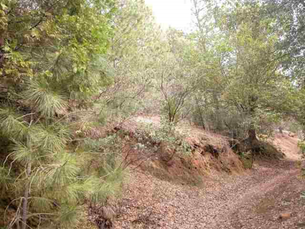 0 Ponderosa Road, Sutter Creek, CA 95685 