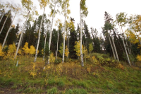 108 Double Eagle Way, Mountain Village, CO 81435 