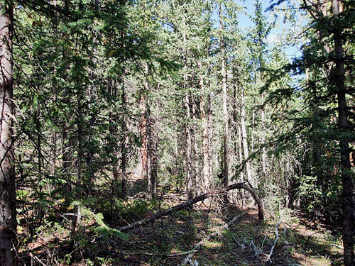 00 Nameless Road, Cripple Creek, CO 80813 