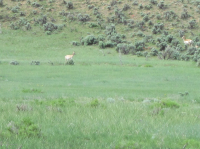 Lot 1 Rbcr 71, Meeker, CO 81641 