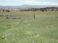 Lot 4 Rbcr 71, Meeker, CO 81641 