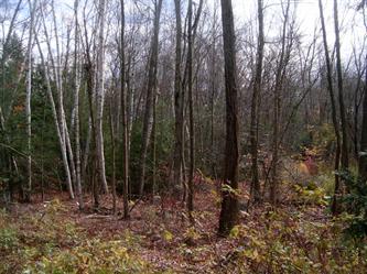 16 White Birch Lane, Avon, CT 06001 