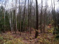 16 White Birch Lane, Avon, CT 06001 