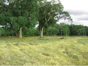 LOT 5 HAMPTON FARMS, WILLISTON, FL 33824 