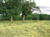 LOT 5 HAMPTON FARMS, WILLISTON, FL 33824 