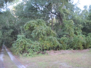 U/A SW 150TH ST, DUNNELLON, FL 34432 