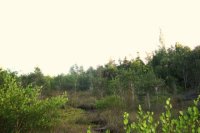 5300  GAME BIRD LN, BOKEELIA, FL 33922 Foreclosure