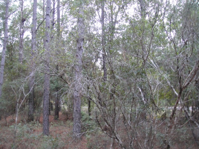 LOT 15 DARSEY VILLAGE, SOPCHOPPY, FL 32358 