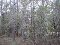LOT 15 DARSEY VILLAGE, SOPCHOPPY, FL 32358 