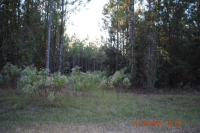 LOT 17 NE JONES RD, BRONSON, FL 32621 