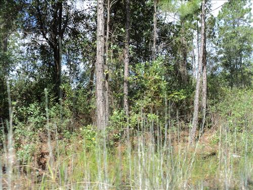 127 3rd Avenue, Palatka, FL 32177 