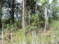 127 3rd Avenue, Palatka, FL 32177 
