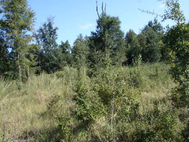 Apn 02 5n-09045300000020, Greenwood, FL 32443 