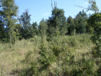 Apn 02 5n-09045300000020, Greenwood, FL 32443 