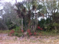 9358 North China Pink Way, Crystal River, FL 34428 