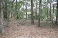 27603  STATE RD 46, SORRENTO, FL 32776 