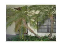 9080 SW 125 AV # B-103, Miami, Florida 33186 