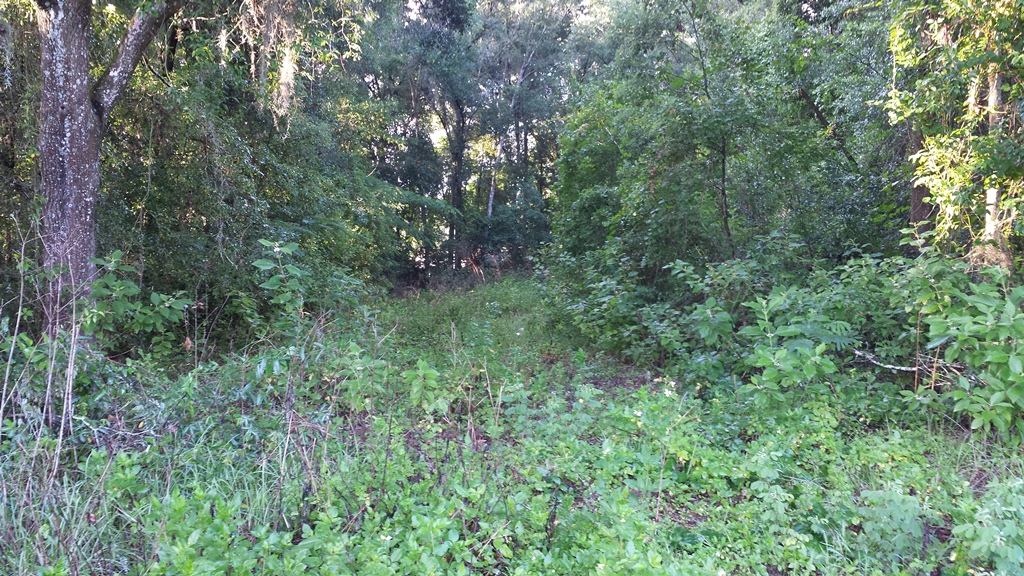 Judy Street, Dade City, FL 33525 